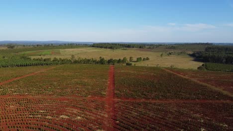 Epic-Aerial-View-of-Yerba-Mate-Plantation-in-Green-Valley,-Traditional-Drink-of-Argentina