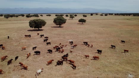vacas pastando en un prado seco español