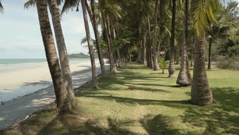 dolly footage of palm trees on grassy bank with tropical beach and island