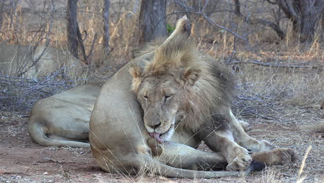vista cercana del león macho lamiéndose mientras está acostado sobre hierba seca