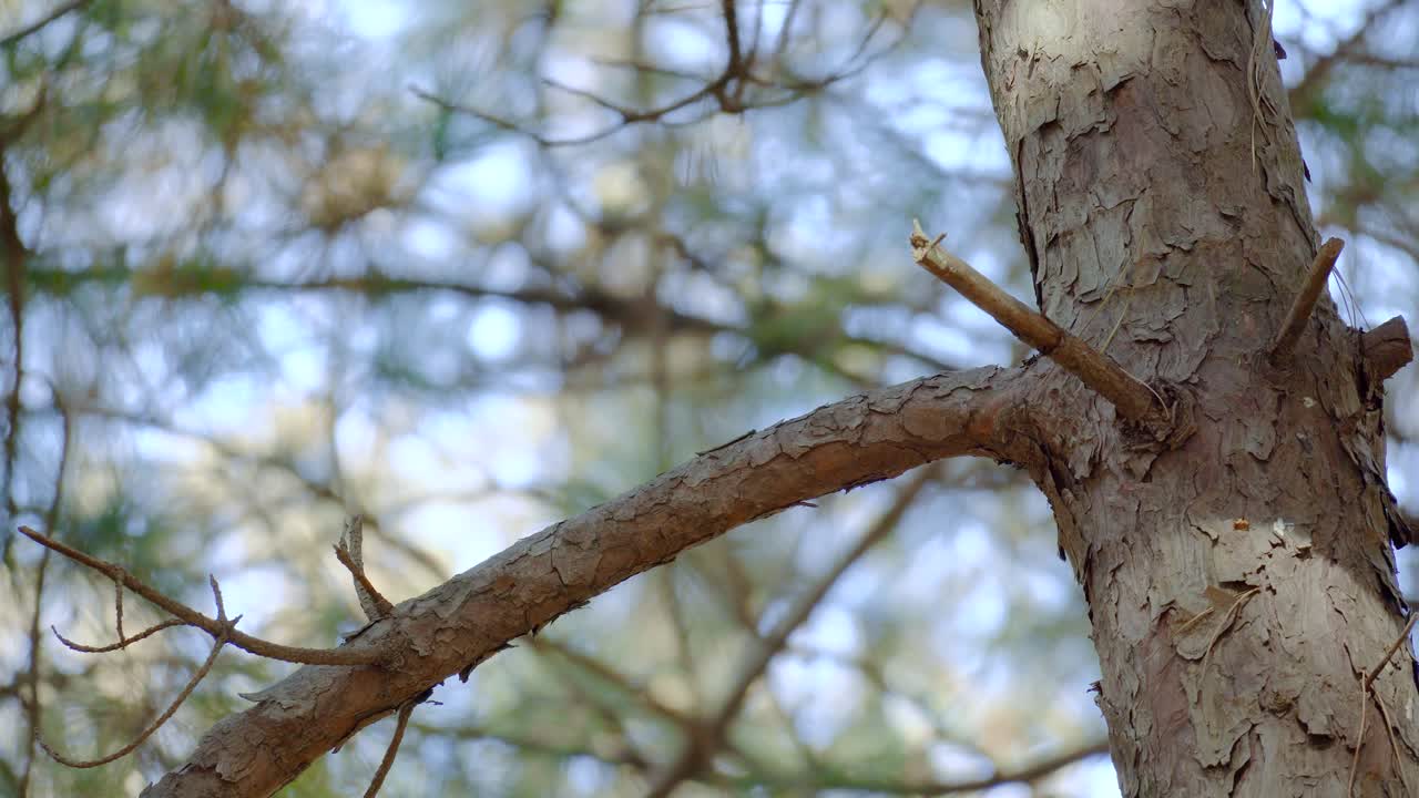 Korean tree squirrel scratching body with leg and jumping off Pinetree branch in Autumn Yangjae Forest, South Korea close-up