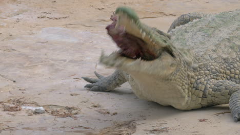 un cocodrilo comiendo su presa