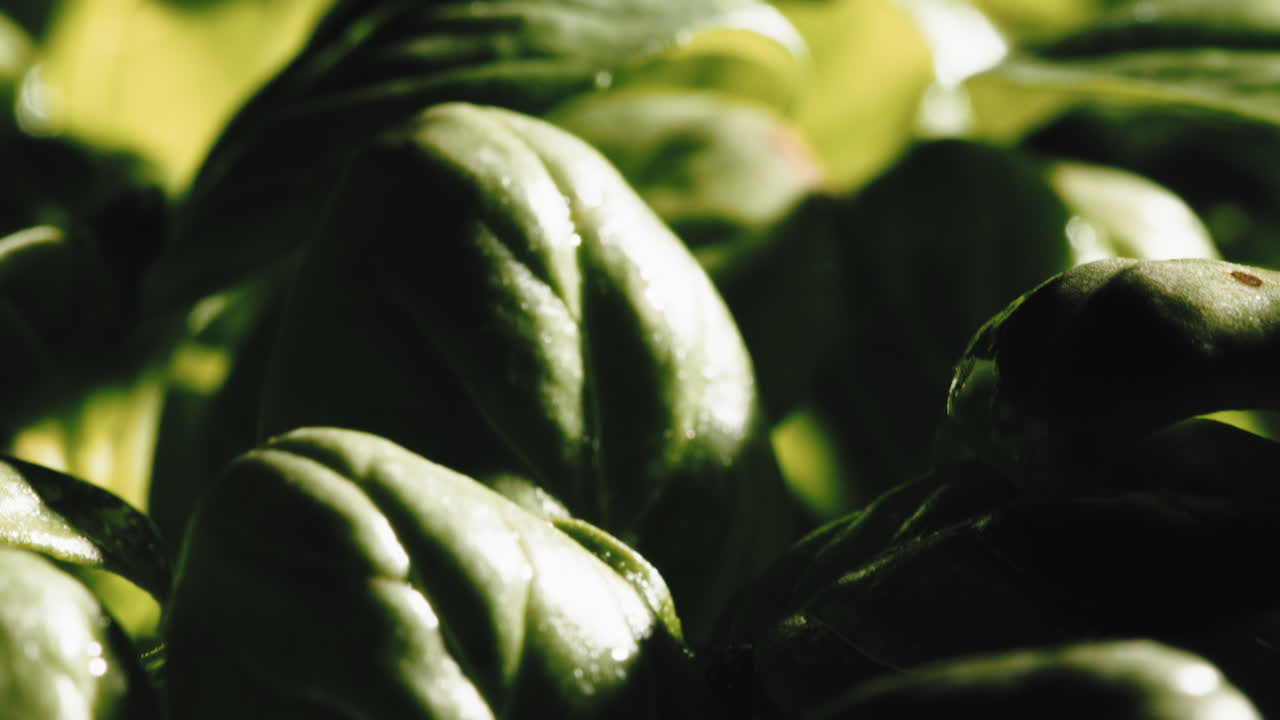 luz en las plantas de albahaca