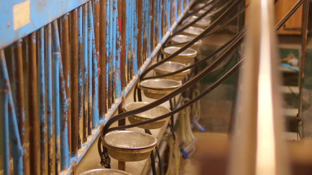 Explore the innovative milking system designed for goats. Filmed in a well-equipped farm, showcasing the equipment in action, emphasizing efficiency and cleanliness in livestock care