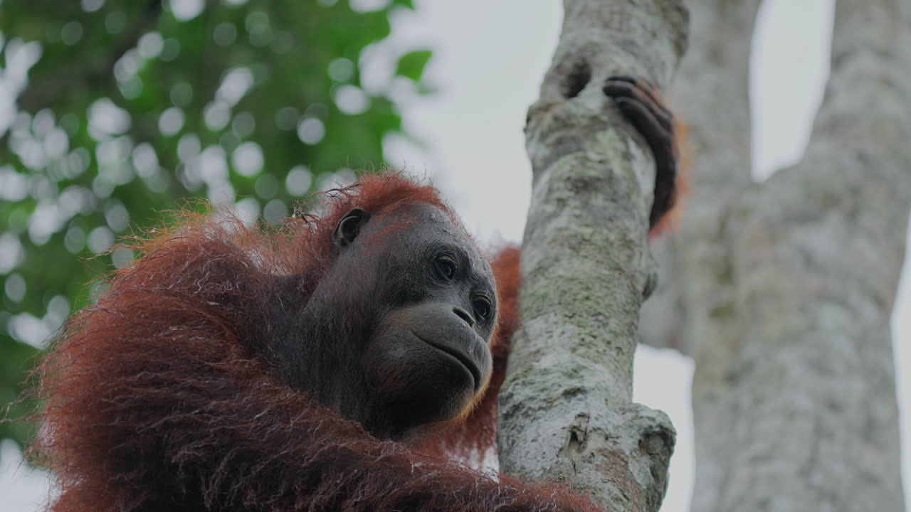 Ağaçta Orangutan