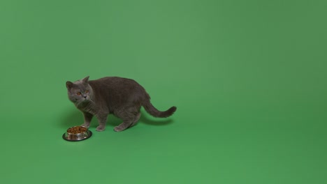 british shorthair cat eating food