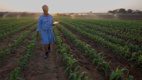 black african female farmer using a digital tablet to monitor a corn crop that is being irrigated on large scale vegetable farm