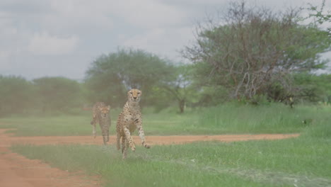 two cheetahs running on a dirt road