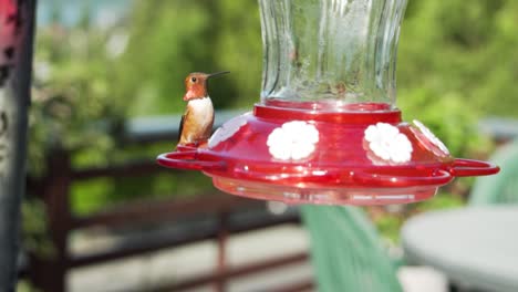 Hummingbird-enjoy-food-in-local-garden-feeder-on-sunny-day,-close-up-shot