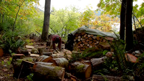 chopping and stacking firewood in a rainforest in bc with an axe