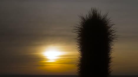 el cactus leucostele atacamensis espinoso al atardecer en la isla incahuasi, salar de uyuni, bolivia