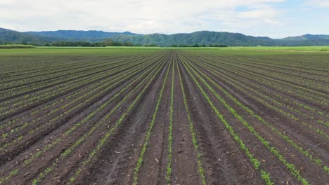 young sugar cane crops in tweed, nsw