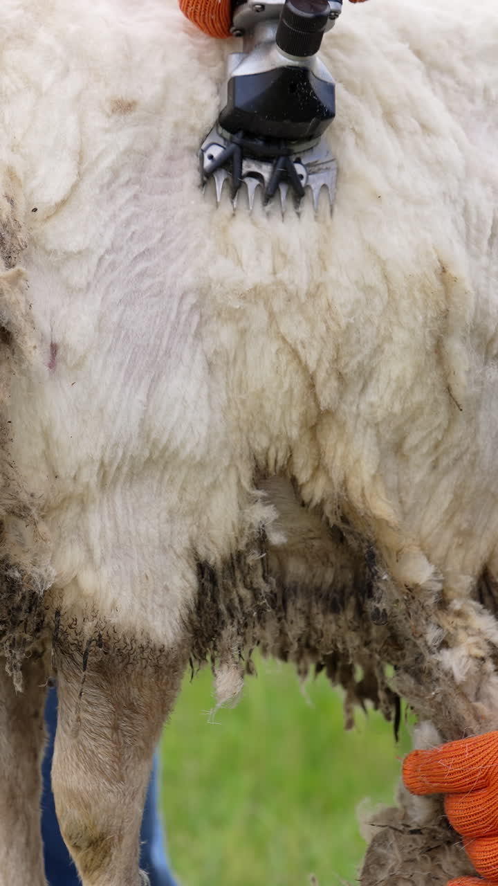 Professional cutting machine shearing sheep. Process of shearing sheep on a farm by electric clipper. Farmer cutting wool on a sheep. Close-up. Vertical video