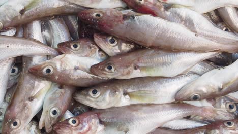 pescado fresco en un mercado