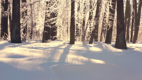 Winter-landscape.-Beautiful-snow-covered-park-in-winter.-Sunlight-on-white-snow