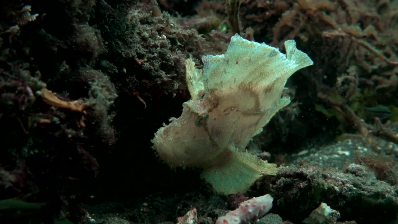 먹이를 기다리는  ⁇  스코르피온 물고기