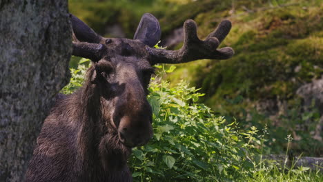 Wilder-Elchbulle-Mit-Großen-Hörnern,-Die-Direkt-Auf-Das-Feld-Starren