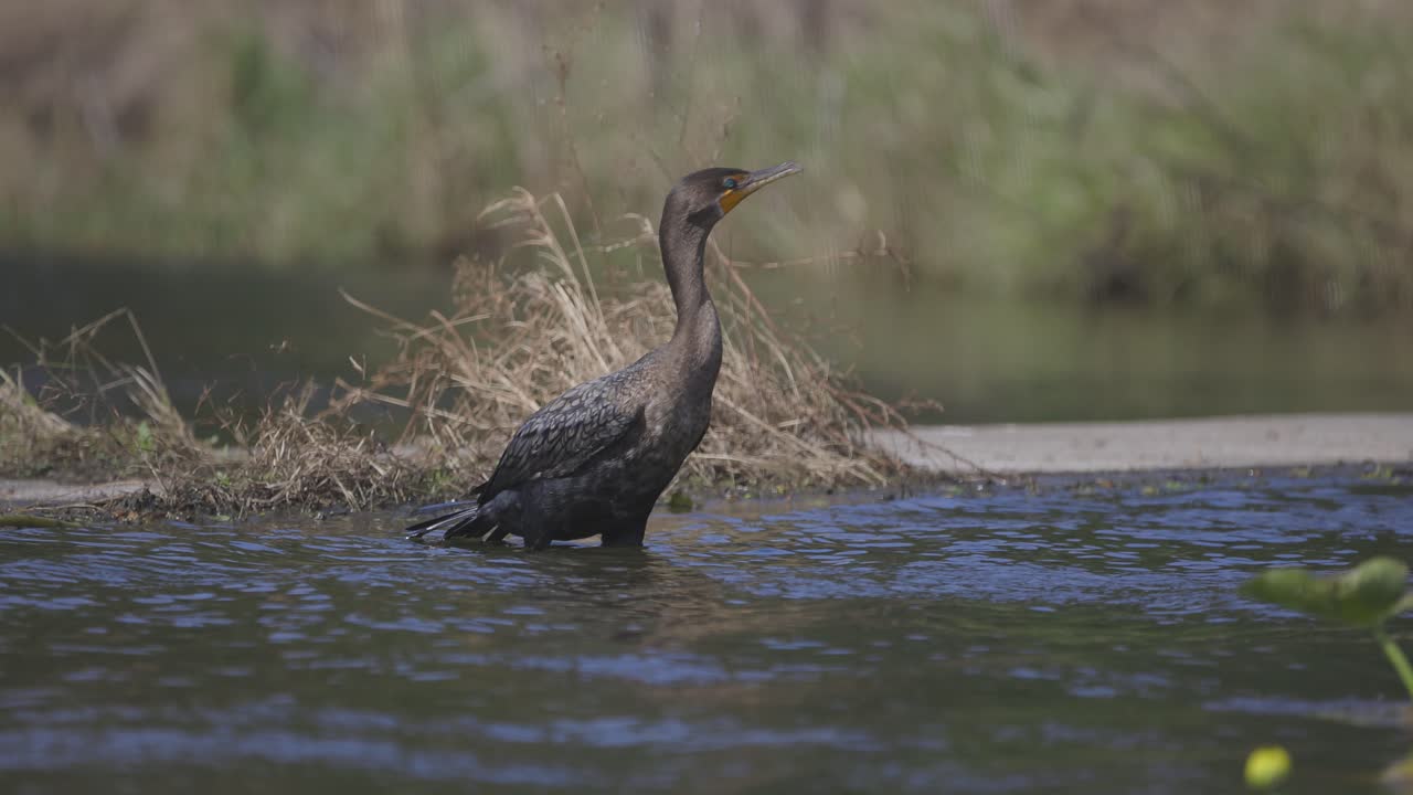 cormorán de pie en el agua del río que fluye mirando a su alrededor