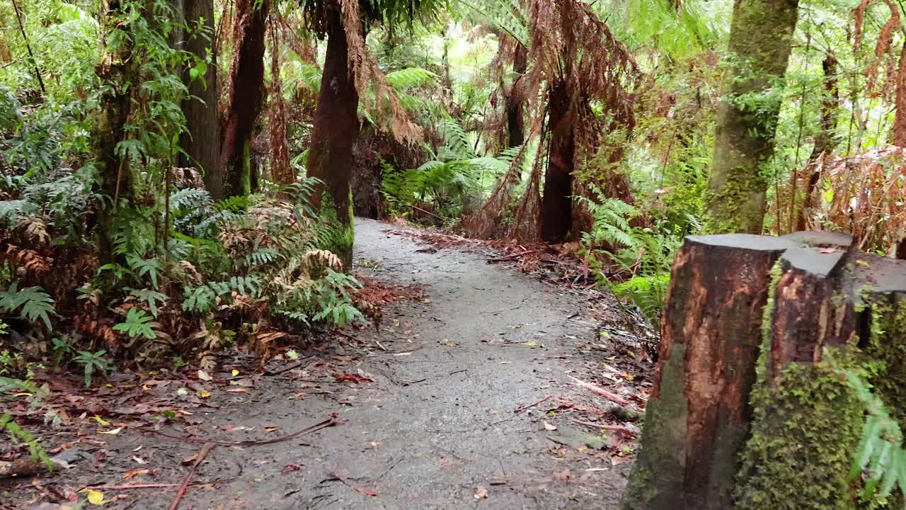 울창 한 열대 우림 식물 을 가로지르는 경치 좋은 길