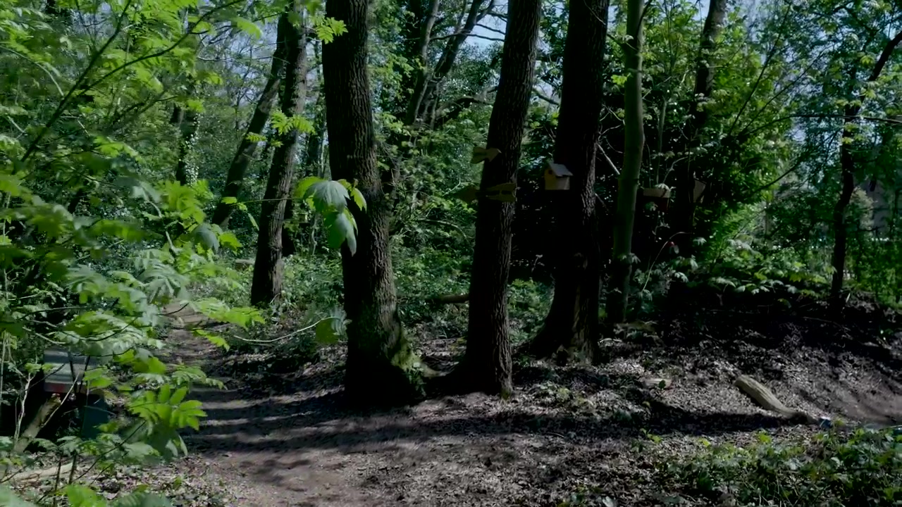 La luce solare filtra attraverso gli alberi in una foresta lussureggiante
