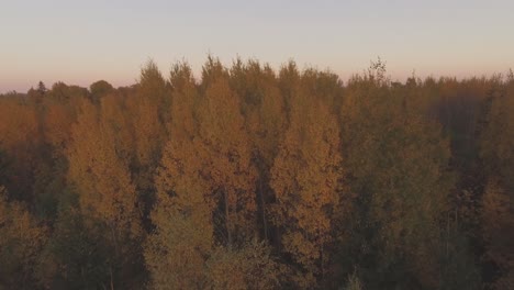 multicolored forest in autumn evening