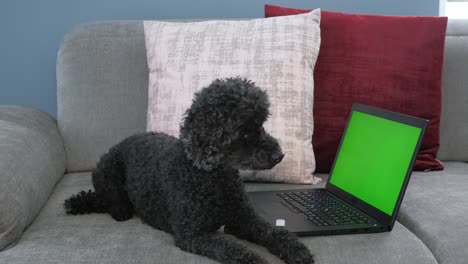 cute little dog sits in front of computer