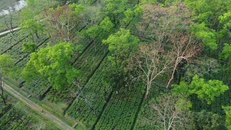 Ariel--Oder-Drohnenansicht,-Eine-Art-Teegarten-Assam