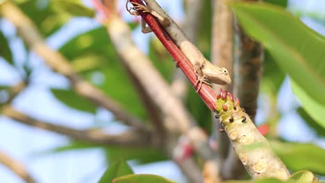 lizard ascending a branch with skillful movements