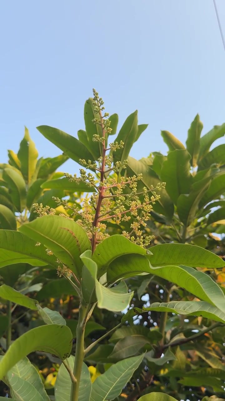 Ramo di albero di mango con fiori in boccio contro un cielo azzurro limpido.