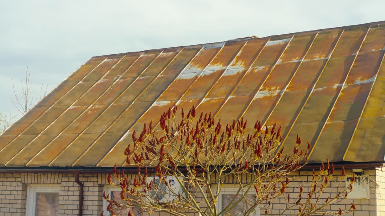 A wide shot of a brick house with a rust-stained metal roof and a blooming ornamental tree in foreground. Daugavpils, Latvia (Latgale)