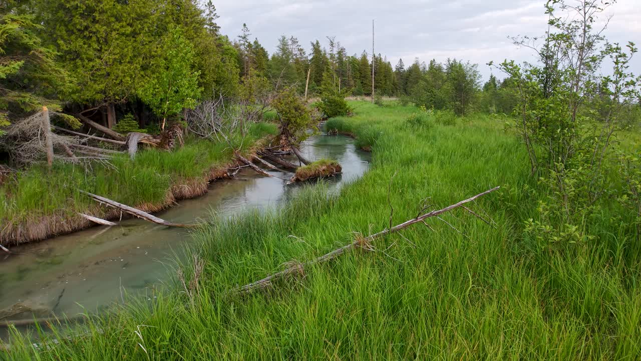 Aerial drone shot of a narrow stream winding through lush green forest and fallen logs