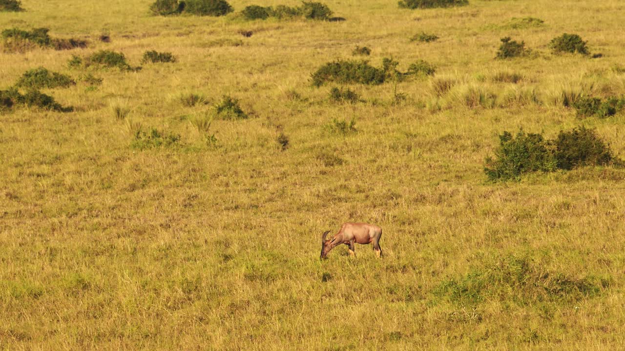 fotografía aérea de una gira de safari en globo aerostático sobre topi en las praderas de la reserva nacional maasai mara, vida silvestre africana en kenia, animales de áfrica en la reserva masai mara norte