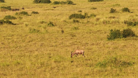 aerial shot from a hot air balloon safari tour over topi in the grasslands of the maasai mara national reserve, african wildlife in kenya, africa animals in masai mara north conservancy