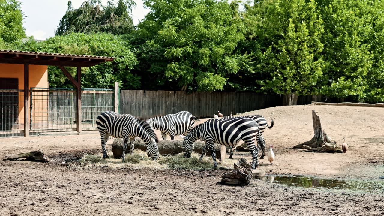 Una mandria di zebre mangia cibo in un recinto dello zoo. Animali esotici, le zebre, camminano in uno zoo spazioso