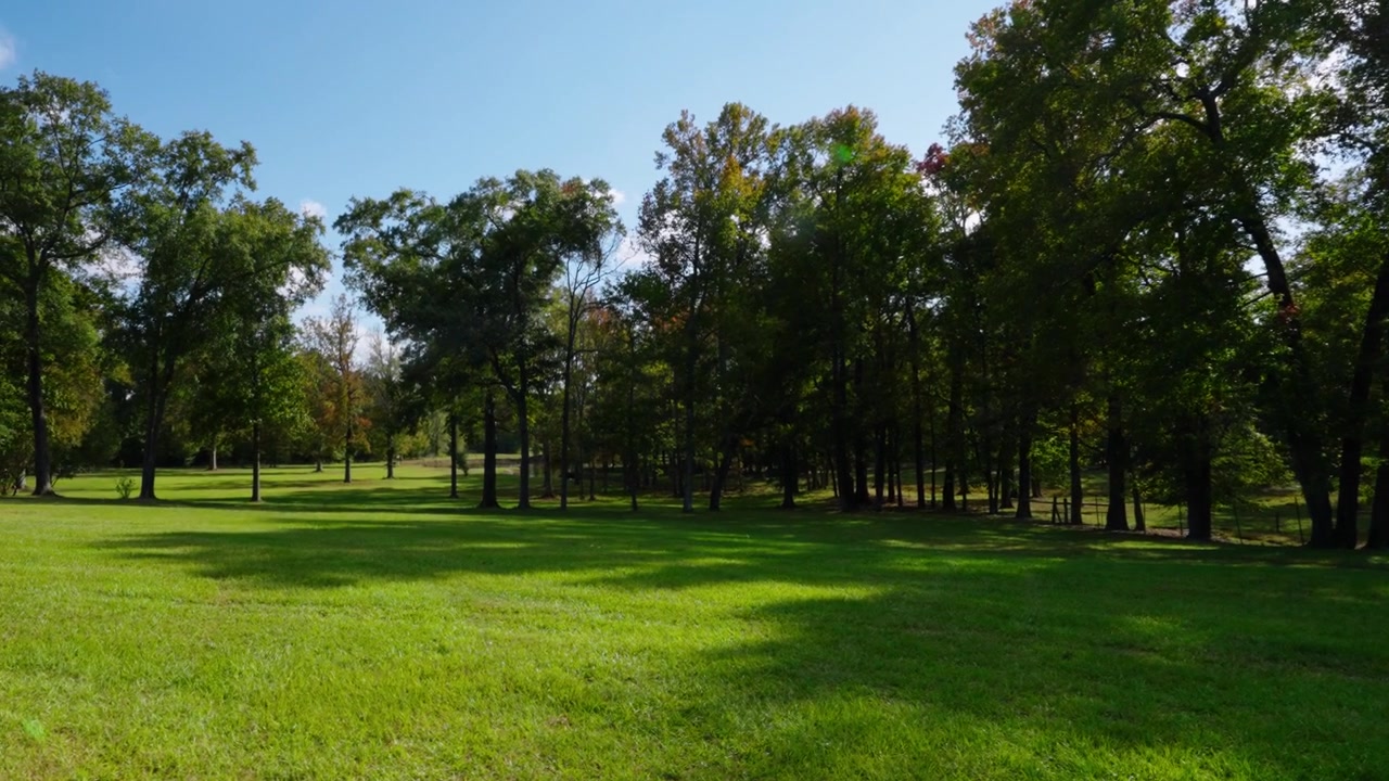Una giornata luminosa e soleggiata in un campo erboso aperto circondato da alberi alti. I raggi del sole filtrano attraverso i rami, proiettando ombre morbide sul vibrante campo verde