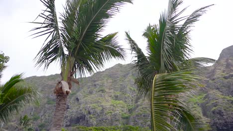 el parque de la playa de kaiona en la isla hawaiana de oahu se encuentra en el lado de barlovento frente al amanecer