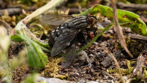 Zwei-Fliegen-Paaren-Sich-In-Zeitlupe-Auf-Einem-Erdigen-Waldboden