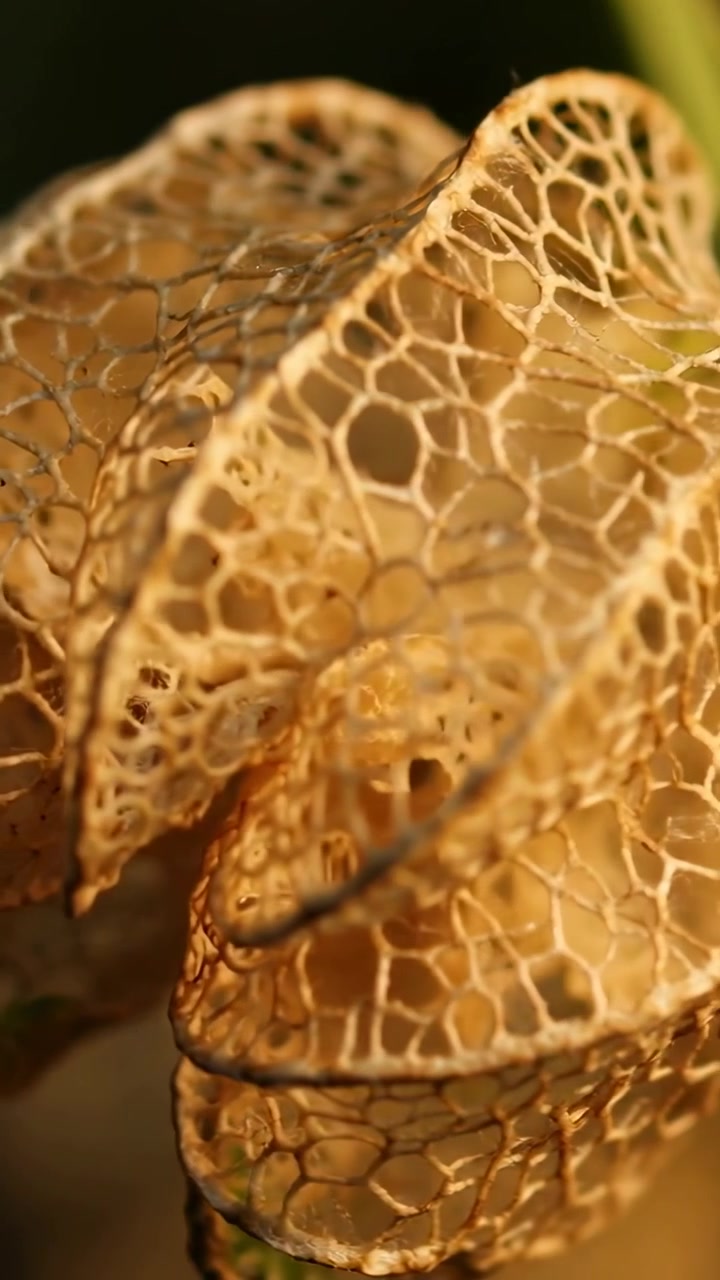Video verticale: Che mostra un baccello essiccato e traforato che ondeggia con la brezza alla luce del giardino, con un corto stelo verde.