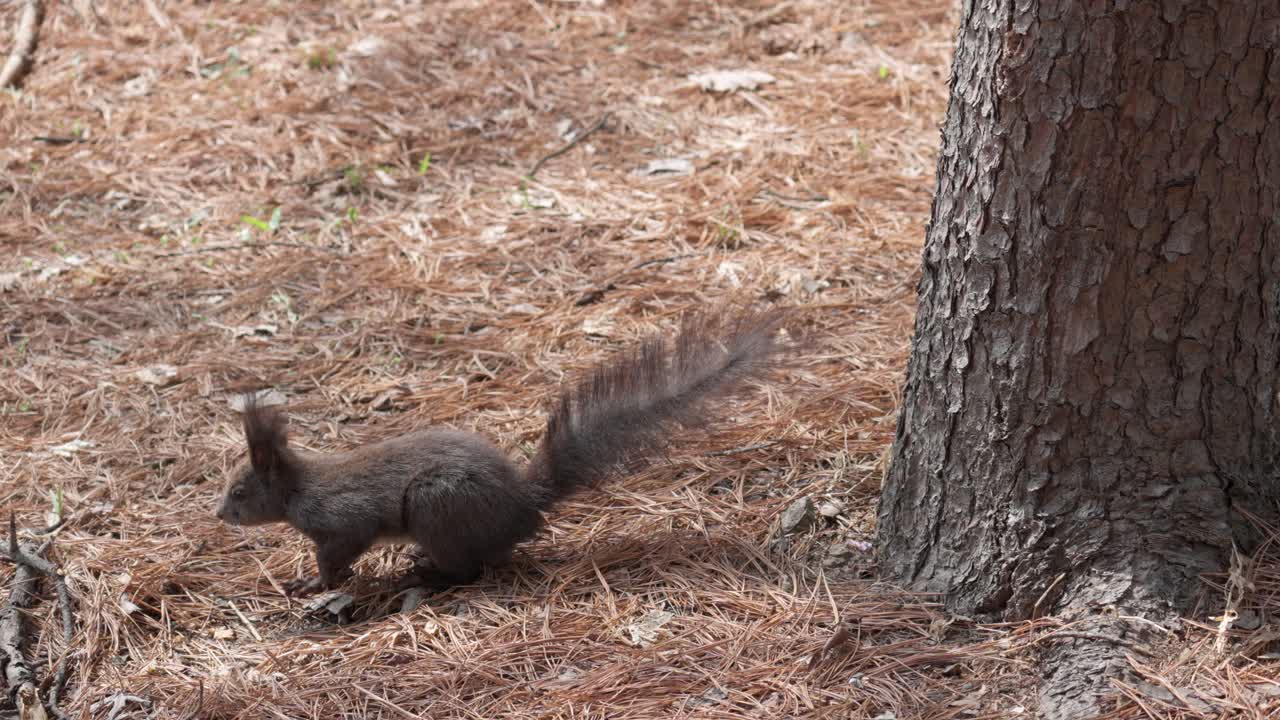 ardilla gris cerca del tronco del árbol en el suelo