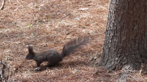 grey squirrel near the tree trunk on the ground