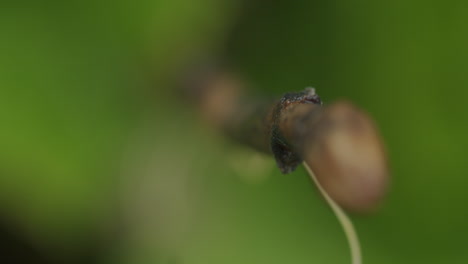 foto extrema de un nematodo en la punta de un tallo de flor marrón