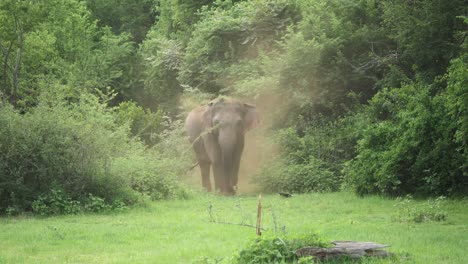 huge elephant cleaning himself by throwing dirt and dust in the air in the grasslands of sri lanka