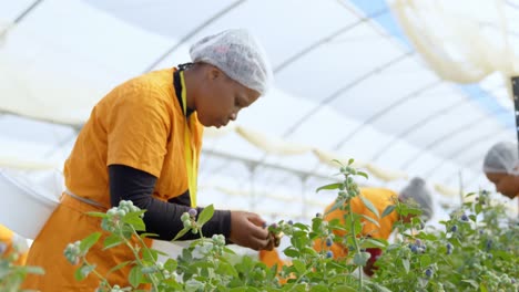 Workers-picking-blueberries-in-blueberry-farm-4k