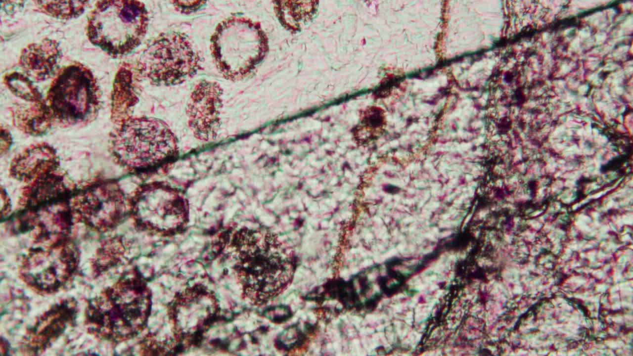 Microscopic View of Biological Cells and Tissue