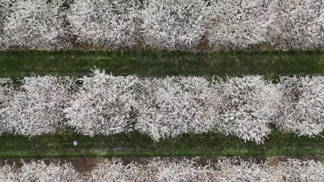 Los-Huertos-De-Cerezos-En-El-Condado-De-Door,-Wisconsin,-Están-En-Plena-Floración-En-La-Primavera-De-Cada-Año.