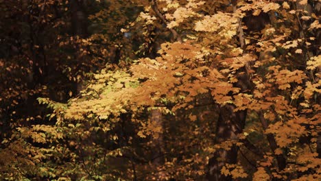 un primer plano de la plataforma rodante macro de las coloridas hojas del árbol de arce