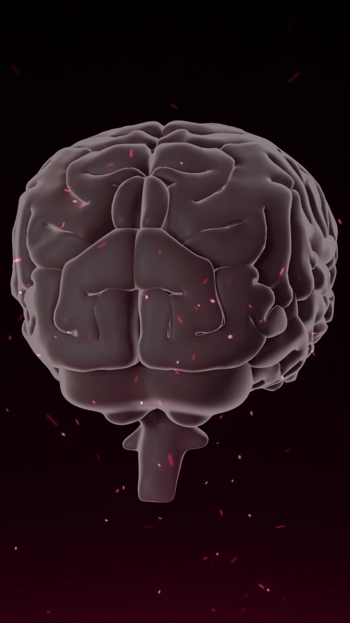 Vertical video: On start, 3D brain rotating clockwise, revealing gyri and brainstem for study