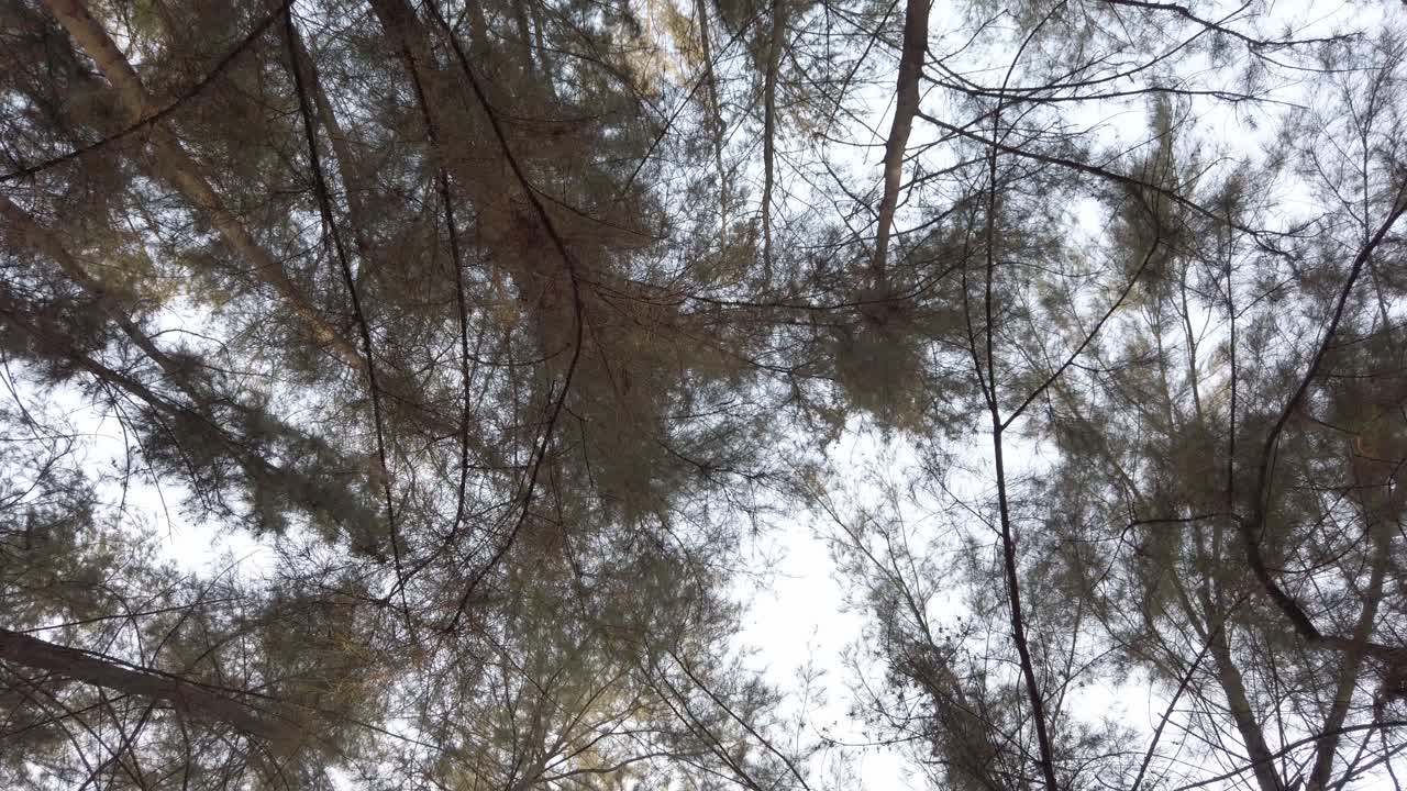Panning of Tree Tops with Bright Sky in the Background and Birds Flying in the Clip