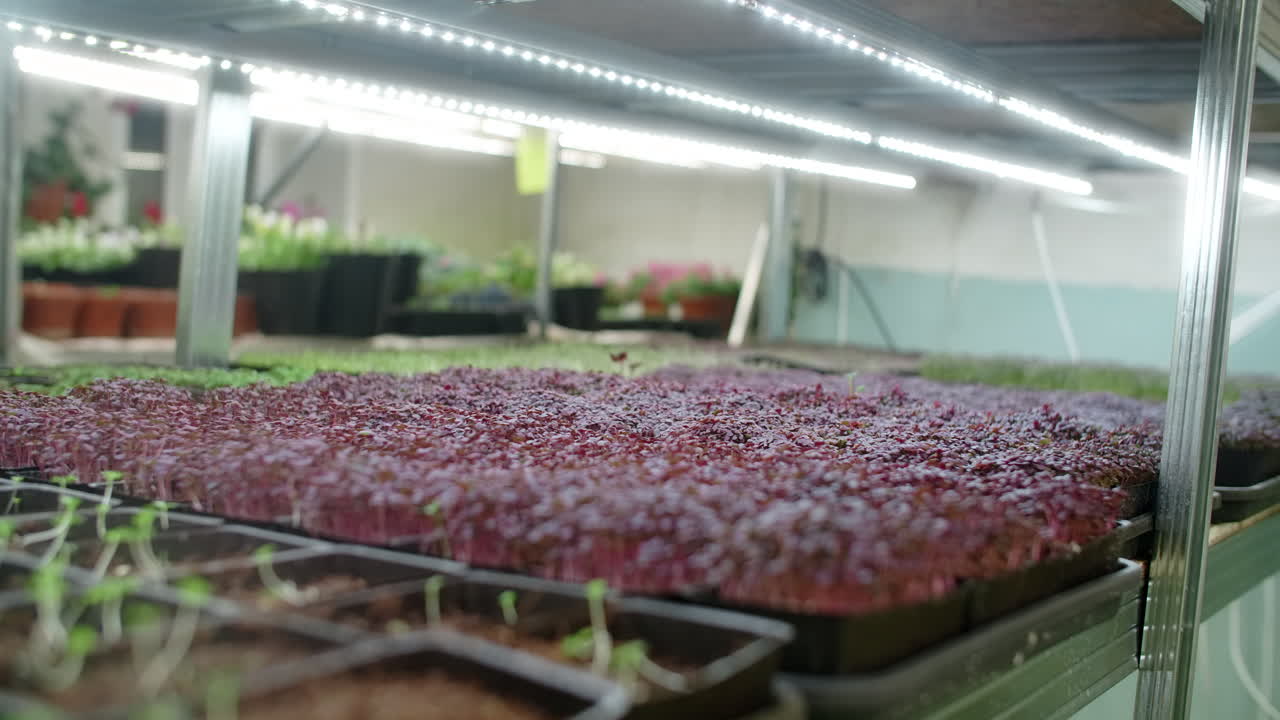 Indoor Seedling Cultivation and Growing System