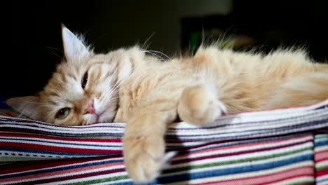 un lindo gato de jengibre acostado en una tela a rayas. una mascota esponjosa cómodamente acostada para dormir